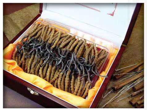 石渠冬虫夏草回收